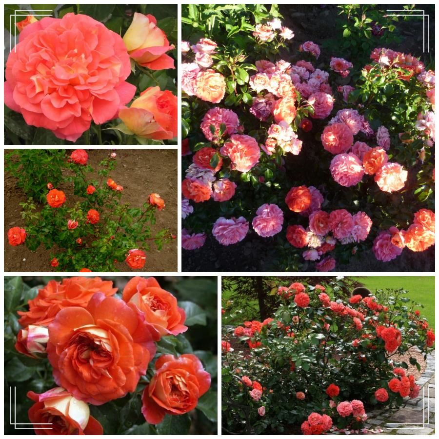 Gebruder Grimm róże rabatowe 